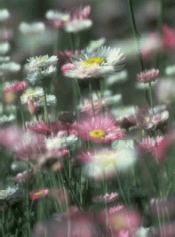 arton1993