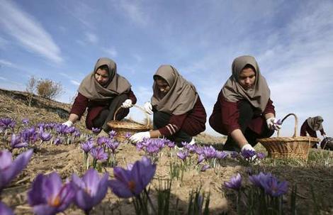 arton5365